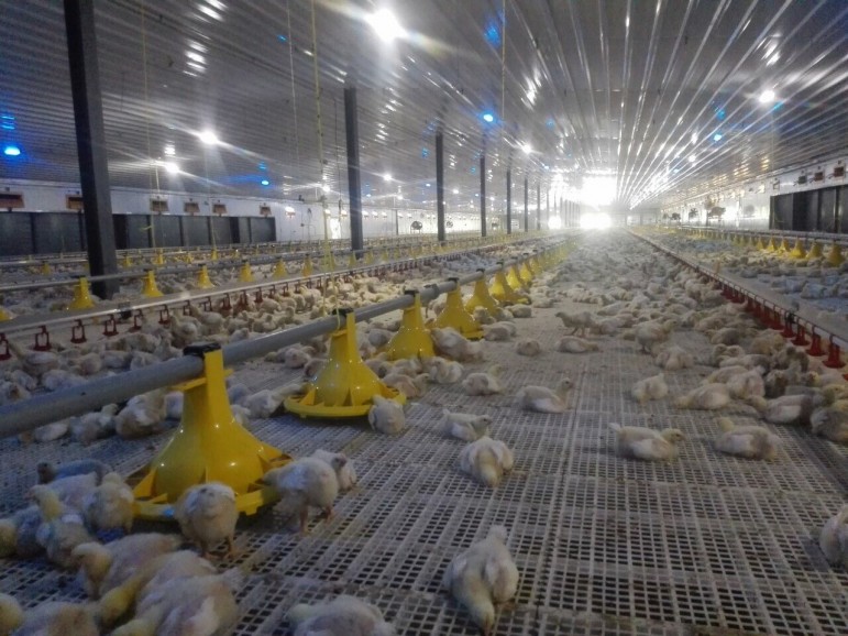 GOLDEN BROILER FLOOR system FIT Farm Innovation Team