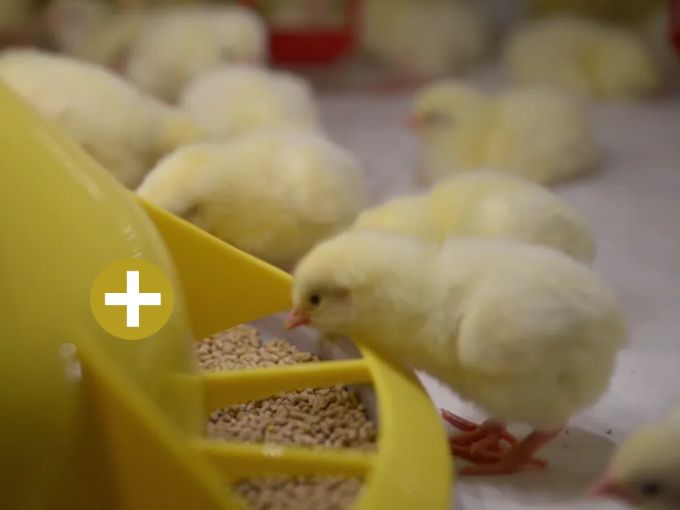 Feeder – Day-Old Chick