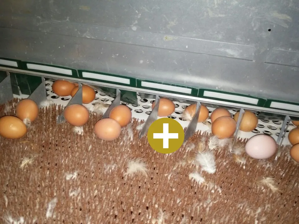Eggs Collected in the Nest