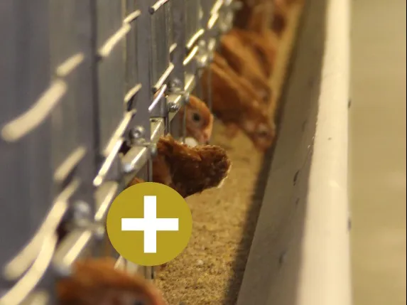 Feed Trough – Adult Pullet