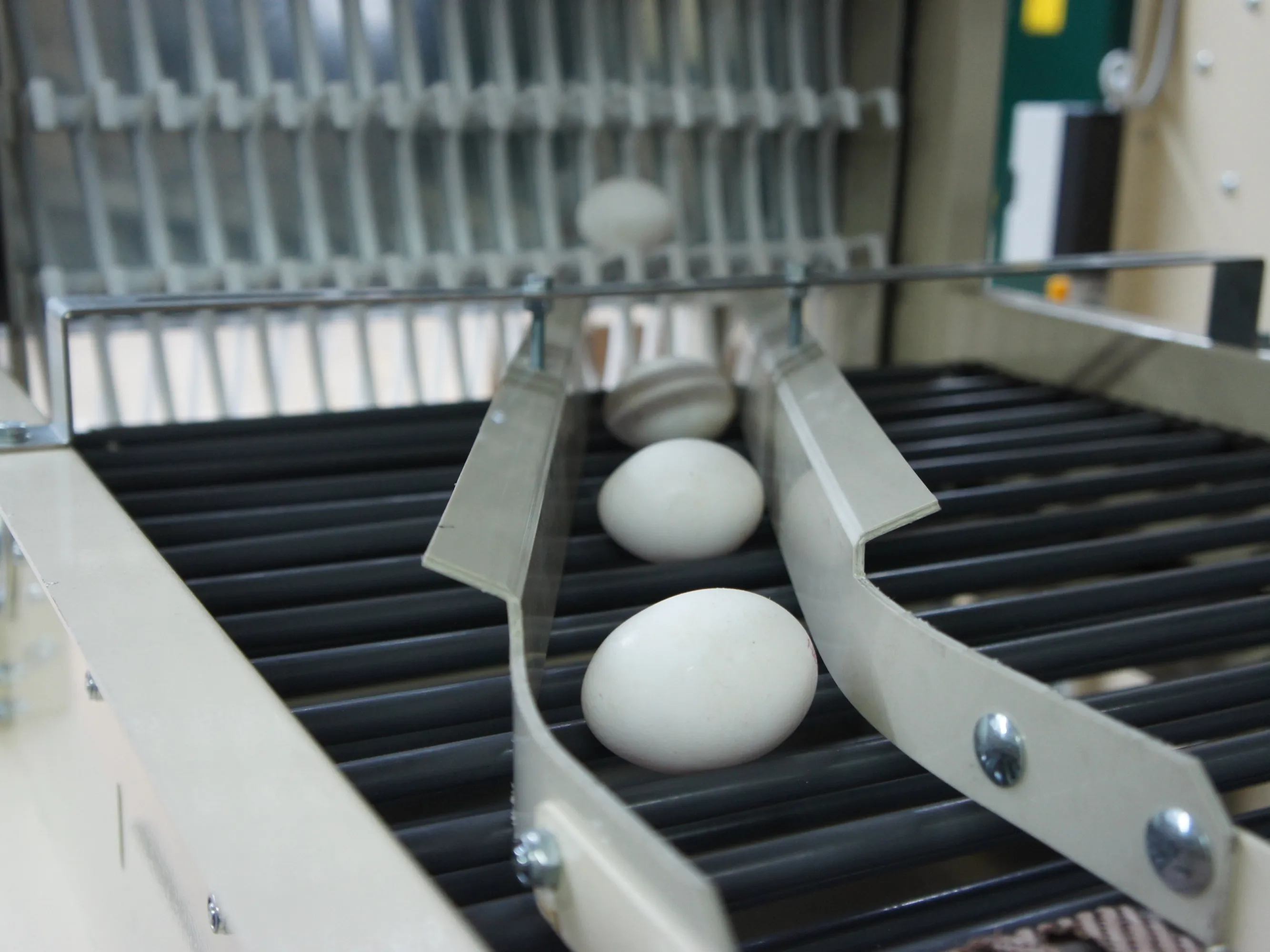 Secured Egg Conveying: Step 1