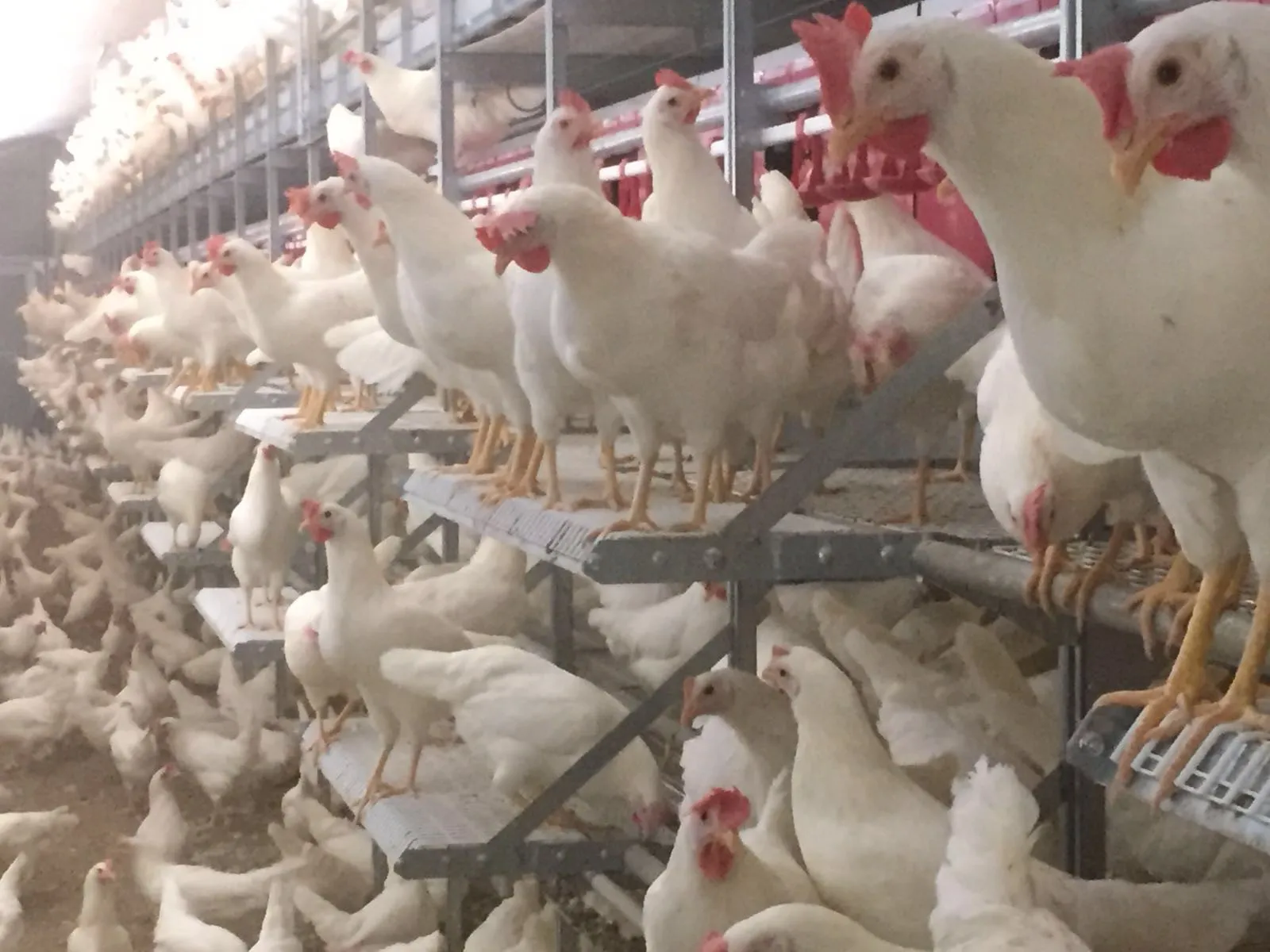 Hens on the Tiers